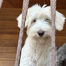 Sunny - Cream Labradoodle puppy in Naples, Florida from Devoted Labradoodles