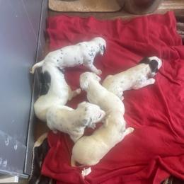 Boy 4 - White and black male Dalmatian puppy in Williamsburg, Ohio from Dewey’s Dals