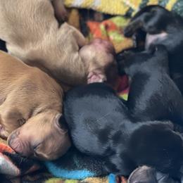 Border Collies and Dachshunds from Chappell Stables