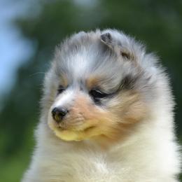 Shetland Sheepdog Puppies from Allison Gilbert