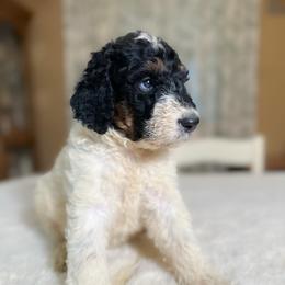 Blue - Tri-color male Bernedoodle puppy in Osage City, Kansas from Golden Ridge Goldens