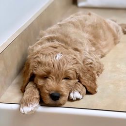 Bernedoodle and Goldendoodle Puppies from Lings Legacy Doodles