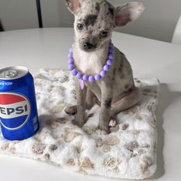 Chihuahua Puppies from Petite Pups LLC