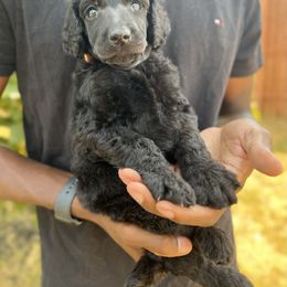 Poodle Puppies from Tyler Family Poodles
