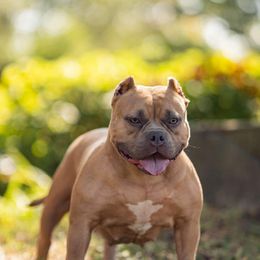 American Bullies from Household 6 Bullies, LLC
