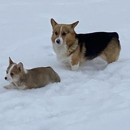 Pembroke Welsh Corgi and Poodle Puppies from Blue Diamond Kennel