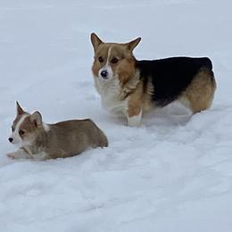 Pembroke Welsh Corgi and Poodle Puppies from Blue Diamond Kennel