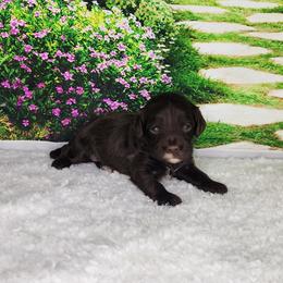 Niki - Chocolate female Cavapoo puppy in Marshfield, Missouri from Clearview Kennels