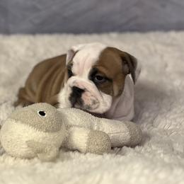 Bulldog Puppies from Sweet Rolls