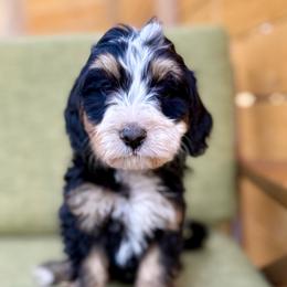 Lucas- Dark blue collar boy - Tri-color male Bernedoodle puppy in Colorado Springs, Colorado from Mercy Mountain Bernedoodles