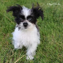 Austin - Black male Mi-Ki puppy in Elizabeth, Colorado from Royal T Mi-Kis
