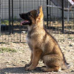 German Shepherd Puppies from vom Gannett