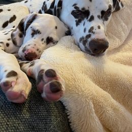 Dalmatian Puppies from Paisley