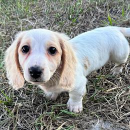 Ghosted - Cream male Dachshund puppy in Lakeland, Florida from Buckwild Doxies