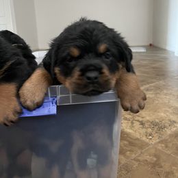 Rottweiler Puppies from GrowlHausRotts