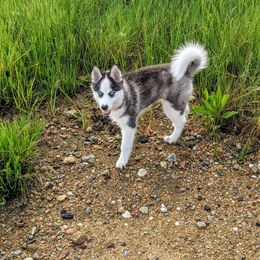 Pomsky Puppies from Ocean State Pomskies