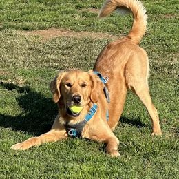 Golden Retriever Puppies from Graceful Goldens
