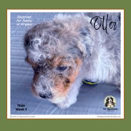 Otter - Blue merle male Bernedoodle puppy in Branchland, West Virginia from Our Appalachian Doodles