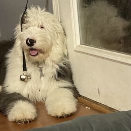 Old English Sheepdog Puppies from Heavinly Blessings Farm Pups - Old English Sheepdog Puppies