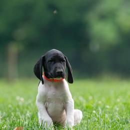 Fib - Black and white male German Shorthaired Pointer puppy in Greensburg, Kentucky from Nosam Kennels- Hungarian Vizslas, and German Shorthairs Located in Kentucky