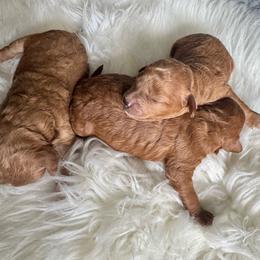 Didi - Apricot female Goldendoodle puppy in Davie, Florida from Daviegoldendoodles