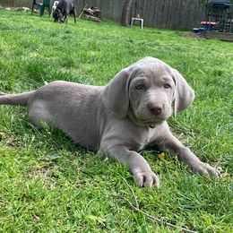 Weimaraners from Pepper's Weimaraner