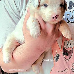 COOKIE - Blue merle female Australian Shepherd puppy in Elk Creek, Missouri from Hearts on Fire Australian Shepherds