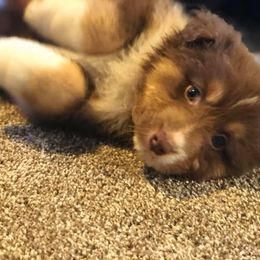 Australian Shepherd Puppies from TK Australian Shepherds