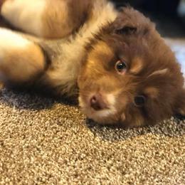 Australian Shepherd Puppies from TK Australian Shepherds