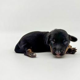 Luna - Black and tan female Dachshund puppy in Waddell, Arizona from Neu Doxies
