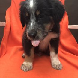 Australian Shepherd Puppies from Azzo Aussies