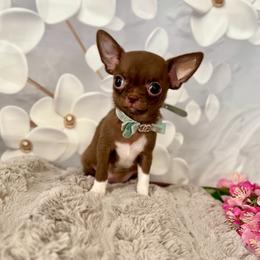 Nutella - Chocolate female Chihuahua puppy in Mesa, Arizona from Arizona Dream Chihuahuas