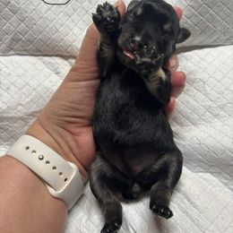 G2 - Black and silver female Miniature Schnauzer puppy in Sugar Land, Texas from Ana's Black & Silver Schnauzers