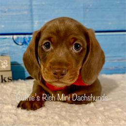 Boy 1 - Chocolate and tan male Dachshund puppy in Lakeland, Florida from Ruthie’s Rich Mini Dachshunds