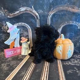 Tate - Black male Shih Tzu puppy in Success, Missouri from Sweet Success