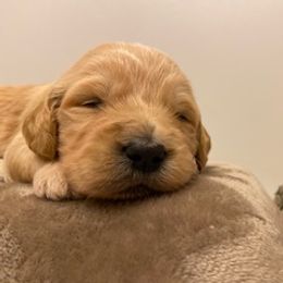 Goldendoodle Puppies from Knox Family Goldens & Doodles