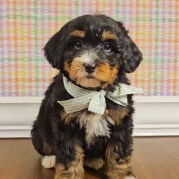 Oaken - Red male Bernedoodle puppy in Russell Springs, Kentucky from 270 Doodles