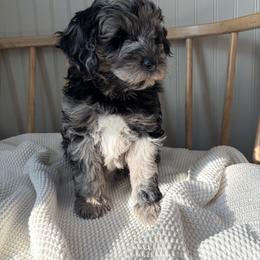 Henry - Merle male Goldendoodle puppy in Zeeland, Michigan from Dandelion Lane Doodles