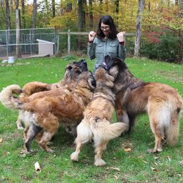 Leonbergers from von Alpensee Leonbergers