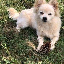 Pomeranian puppies from Mac Daddy Poms