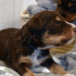 Blue Collar Boy - Brown male Bernedoodle puppy in Ogden, Utah from Salty Point Doodles