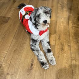 Goldendoodle, Poodle, and Sheepadoodle All Grown Up from Exquisite Doodles