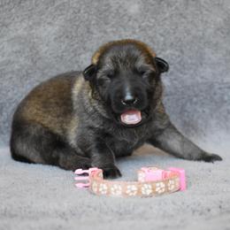 Light Pink - Sable female German Shepherd puppy in Cherryville, North Carolina from Masky Kennel