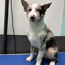 Border Collie Puppies from Wandering Meadows Farm