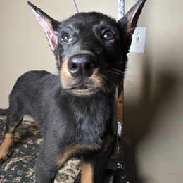 Baylee - Black and tan female Beauceron puppy in Vale, North Carolina from Von Katzenstein Kennel