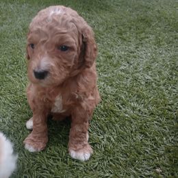 Poodle Puppies from White Willow Poodles
