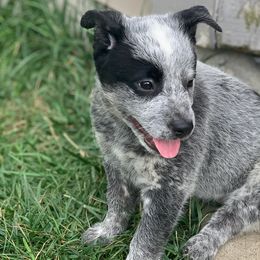 Girl 3 - Lavender - Australian Cattle Dog puppy in Indiana from Quarter Acre Farms