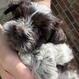 Remy - Parti male Miniature Schnauzer puppy in Pflugerville, Texas from K&K Precious Tx schnauzers