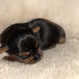 Girl 2 - Black and tan female Yorkshire Terrier puppy in Mesquite, Texas from Small Pawz Yorkies