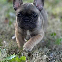January - Fawn female French Bulldog puppy in Lakeland, Florida from Fur Love And Puppies
